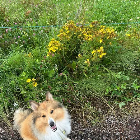 Bed & Breakfast Skovlyset's